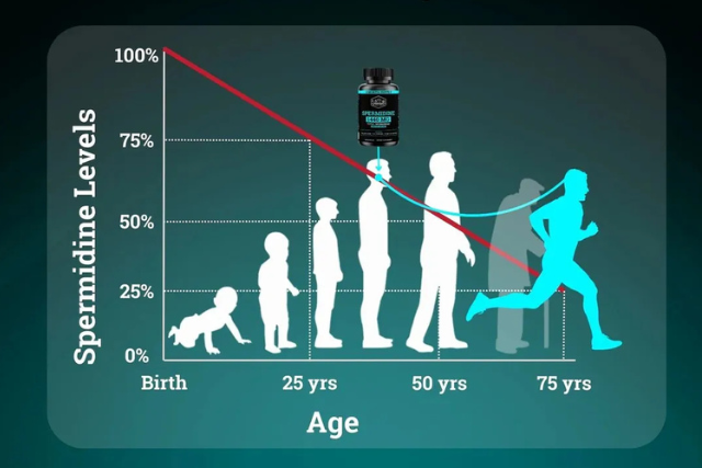 Exploring the Benefits of Spermidine