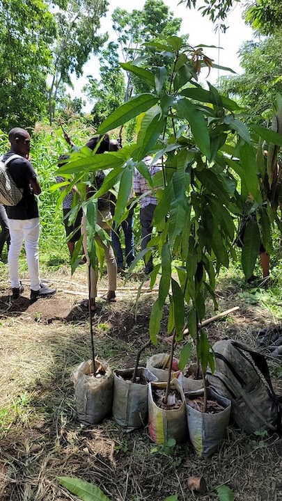 Trees ready to be planted in Haiti